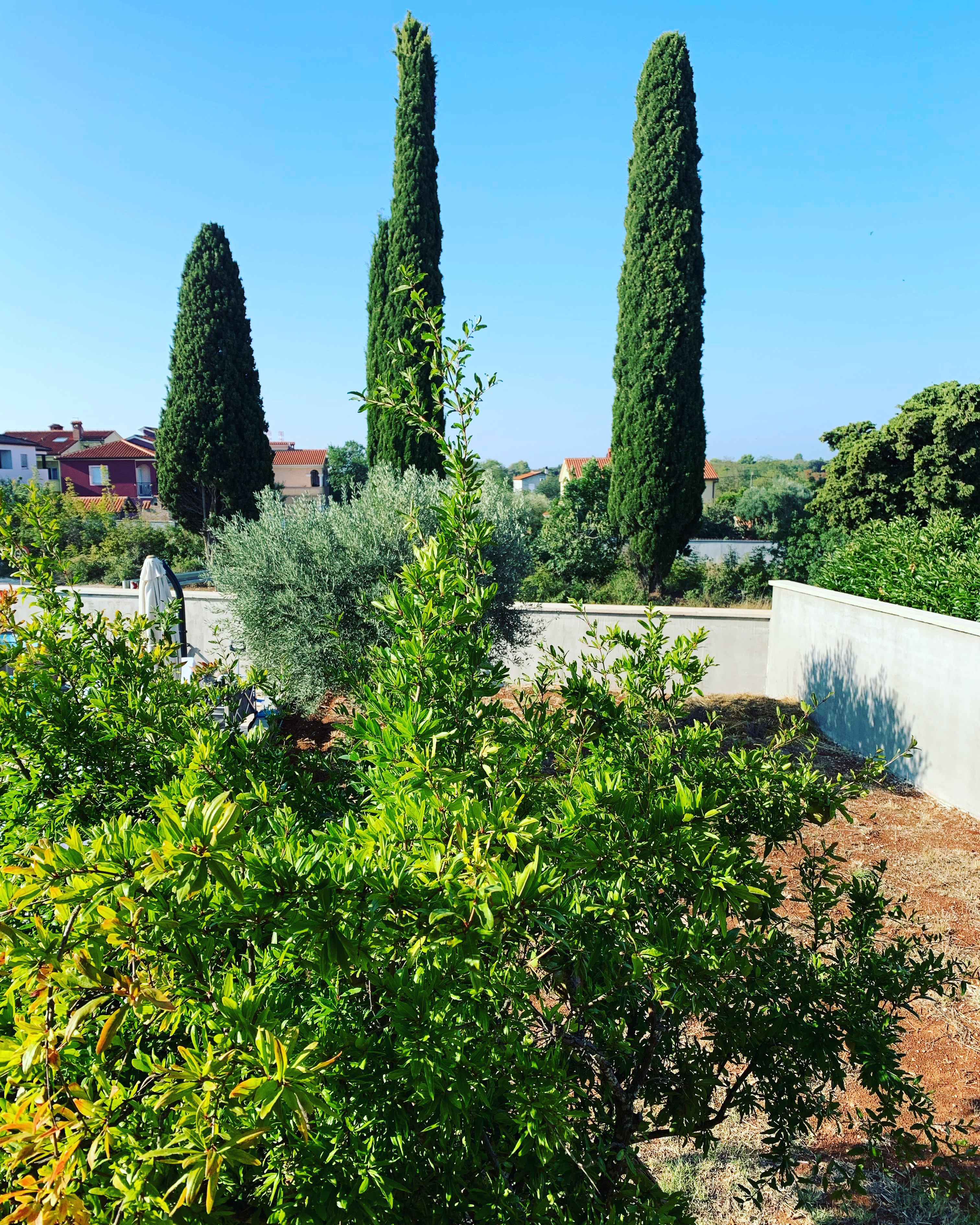 Granatapfel vor der Villa Ana in Pula